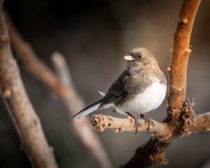 A bird on a branch at a Conservation@Home property