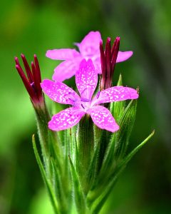 Pink flowers at a private conservation easement in Harvard. 