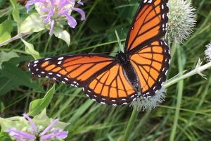 A monarch on monarda