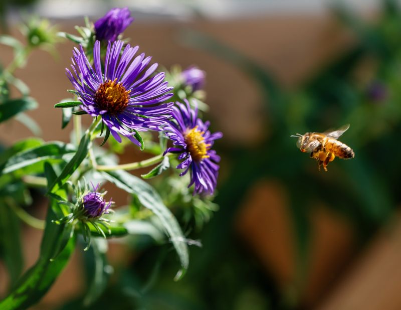 A bee flying toward purple asters.