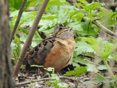 A woodcock on the gound