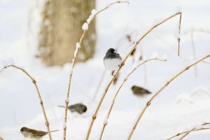 Juncos on a bush with snow in the background.