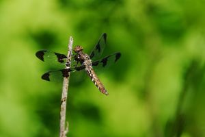 A close-up image of a dragonfly on a green background.