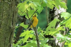 Yellow bird in a tree