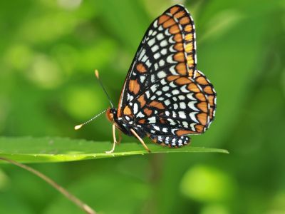 Baltimore checkerspot butterfly