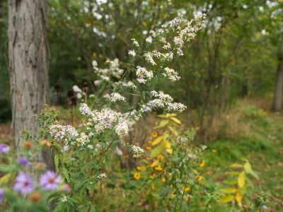 A native pollinator garden in fall