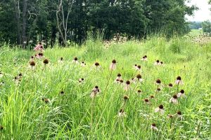 A prairie with pink coneflowers.