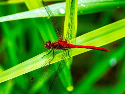 Photo of a red insect on green leaves