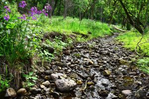 A creek at Yonder Prairie Woodstock