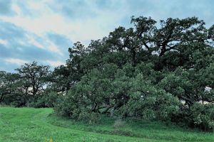 Wolf Oak Square