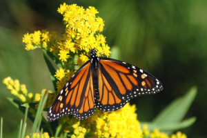 A monarch on a yellow native plant