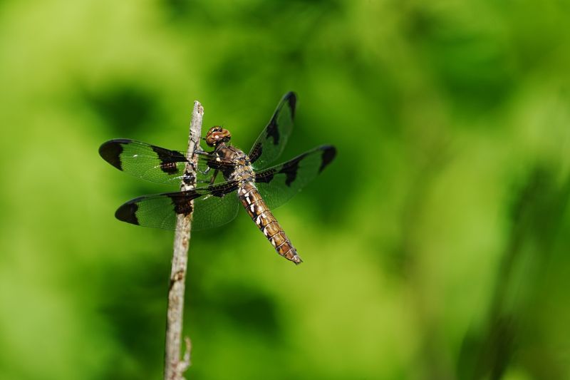 A close-up image of a dragonfly on a green background.