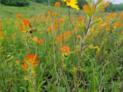 A bee in a garden of orange flowers