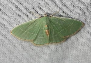 Red fringed emerald moth