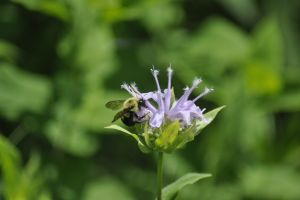 A native bee on monarda