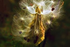 A photo of milkweed