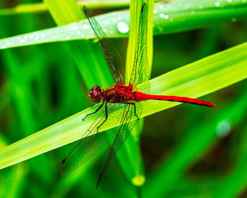 Photo of a red insect on green leaves