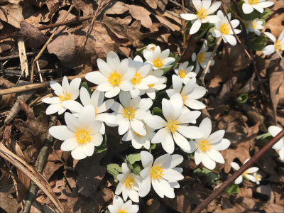 Bloodroot