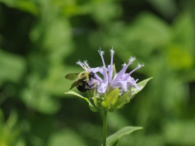A native bee on monarda
