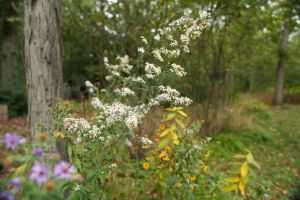 A native pollinator garden in fall