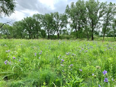 A native prairie with trees in the background