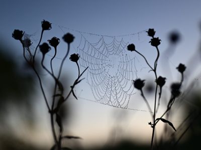 Plants and a spider web at Westwood Park in Woodstock.