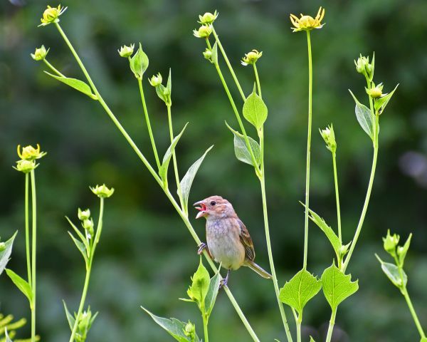 Young bird on flowers