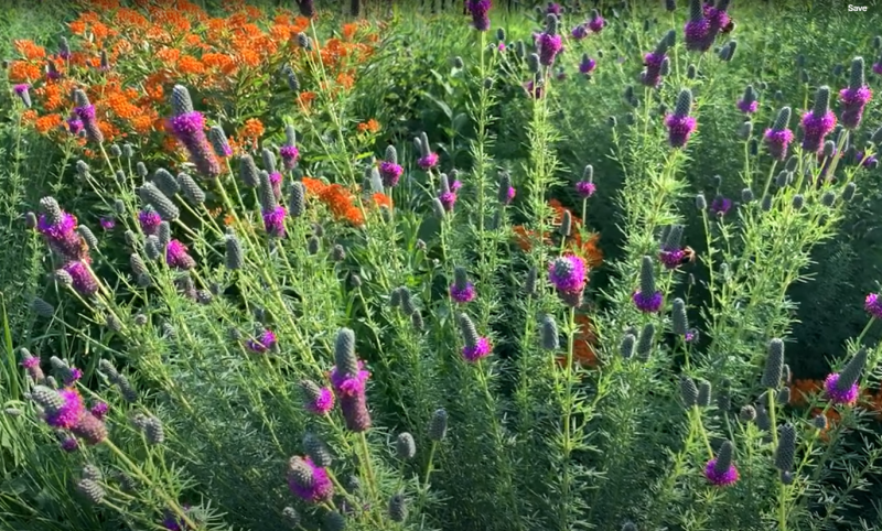 A colorful native plant garden 