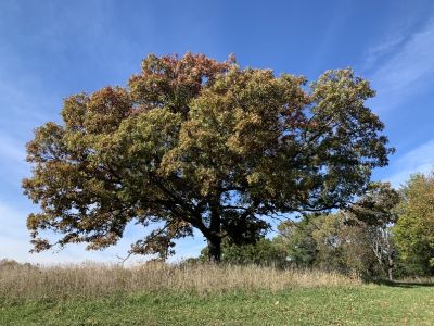A large oak tree, blue sky