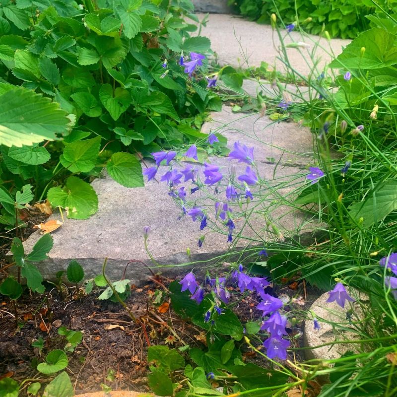 Purple native plants along a stepping stone path