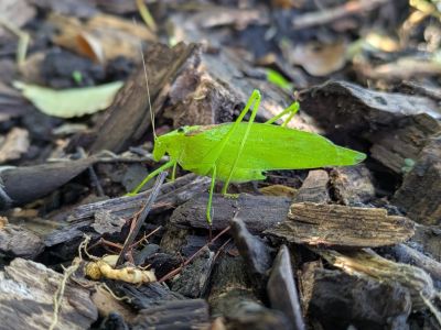 A grasshopper on wood chips.