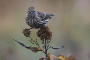 Pine siskin bird
