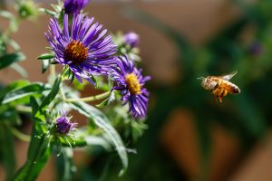 A bee flying toward purple asters.
