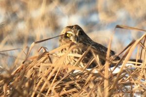 An owl in a nest