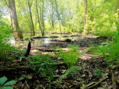 A photo of a vernal pool in a forest setting.