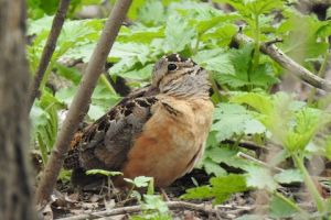 A woodcock on the gound