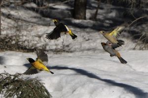 Four evening grosbeaks birds