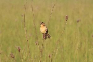 A bird in grasses