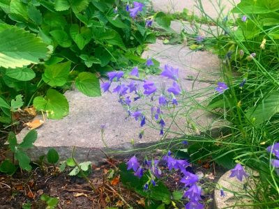 Purple native plants along a stepping stone path