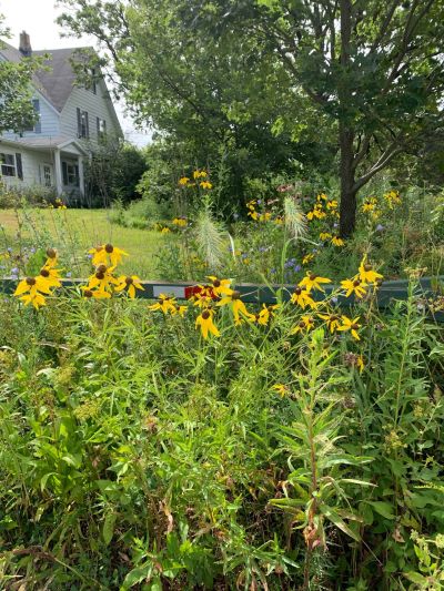Wildflowers at Hennen Conservation area, home of The Land Conservancy, in Woodstock, IL