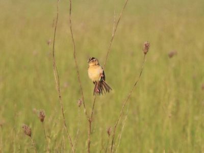 A bird in grasses