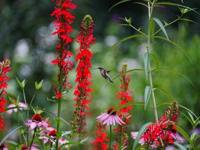 A colorful garden with a hummingbird